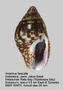 Anachis fasciata (2)